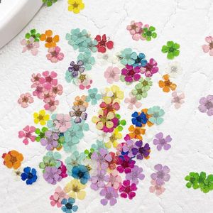 Fleurs décoratives 200 pièces Mini presse séchée fleur de prunier plante herbier pour résine époxy bijoux signet carte postale Nailart bricolage vacances en famille