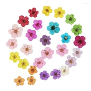 Decoratieve bloemen 200 stuks geperste gedroogde narcis pruimenbloesem bloem met doos voor epoxyhars sieraden maken nail art ambachtelijke doe-het-zelf accessoires