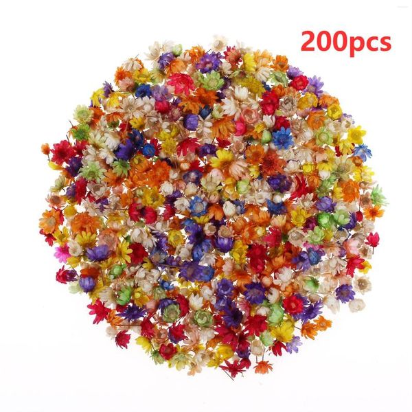 Fleurs décoratives 200 PCS Réel Séché Brésil Petite Fleur D'étoile Pour DIY Art Artisanat Résine Époxy Bougie Faire Des Bijoux Fête À La Maison