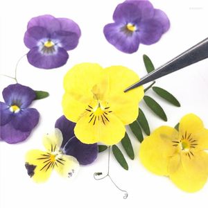 Fleurs décoratives 2023 Spécimens de presse séchés à la pensée jaune brillant pour les enfants Classe faite à la main 120 Pcs