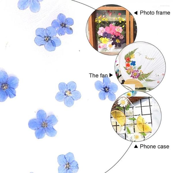 Fleurs décoratives bleues, 20 pièces, oubliez-moi, pas pour bricolage, tête artisanale, résine époxy, bijoux, fleurs séchées, véritables pressées, St Q0J6