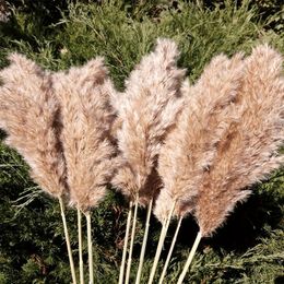 Fleurs décoratives 24 pouces / 60 cm de hauteur Pampas moelleux Grass xl taille brun sec Dry Pompous Decou de mariage Boho Natural Pompas B