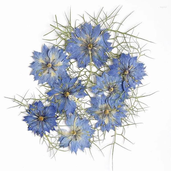 Fleurs décoratives 24 pièces/3-4CM, véritable herbe noire naturelle séchée et pressée, tête d'amour dans la brume, plantes sèches pour bijoux artisanaux en résine