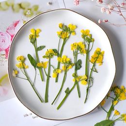 Fleurs décoratives 24pcs / 7-12 cm Branches canola pressées bricolage Bookmark Shelbo Shell po