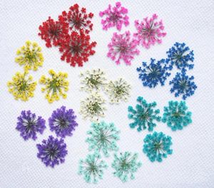 Fleurs décoratives 250pcs pressés Ammi Majus Plantes de fleurs pour Nail Art Epoxy Résine Pendant Collier Bijoux Making Craft DIY