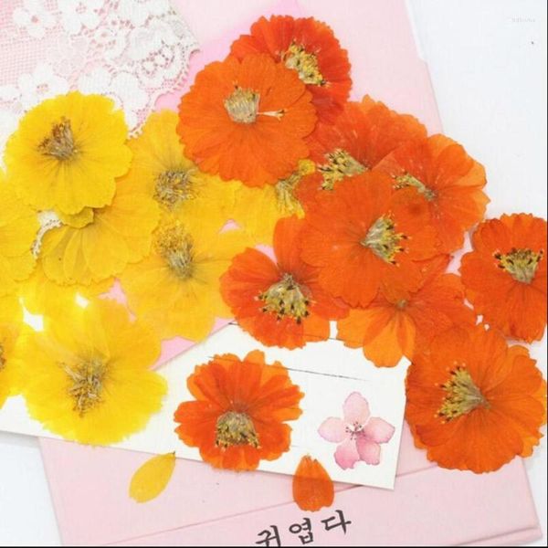 Flores decorativas 250 piezas Presionadas COSMOS SULPHURUS secos Cav. Herbarium de planta de flores para joyas postales estuche de teléfono con álbum de recortes de marcadores DIY