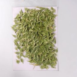 Fleurs décoratives 250pcs Herbarium d'herbe verte de fleur séchée pressée pour Nail Art Bijoux Bookmark Téléphone Card Invitation Card DIY