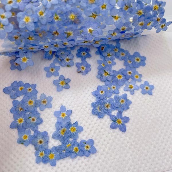 Flores decorativas 250 piezas prensadas y secas naturales mini azul Myosotis Sylvatica Forgetmenot flor herbario de plantas para joyería caja del teléfono