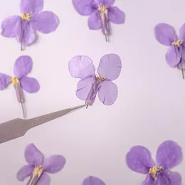 Fleurs décoratives 250pcs pressés séchés orychophragmus violaceus plantes de fleurs herbier pour les bijoux en résine époxy fabriquant un maquillage nail art