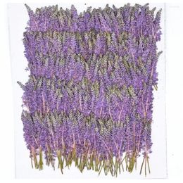 Fleurs décoratives 250pcs Purple pressé Barnardia japonica Plant de fleurs Herbarium pour bijoux Bookmark Téléphone Case d'invitation Card d'invitation
