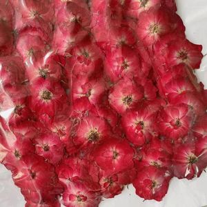 Fleurs décoratives 250x Herbarium de plante de fleurs de rose rouge pressé Pressé pour la carte postale de la carte postale Bookmark Scrapbooking Bookmark