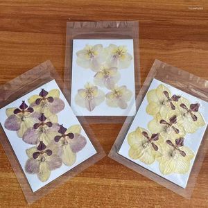 Decoratieve bloemen 3-5 cm / 5 stks echte natuurlijke gedroogde geperste vlinder orchidee bloemhoofdjes droge pers voor hars sieraden trouwkaarten