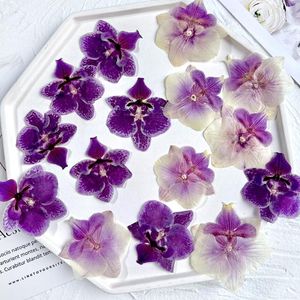 Decoratieve bloemen 3-6 cm/4-stks natuurvlinder orchidee geperste bloemenpetals real dry flower diy bureau lamp frame druppel lijm bladwijzer inrichting decor