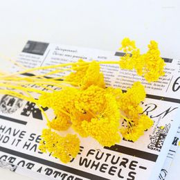 Flores decorativas 30g flores secas grandes fragantes accesorios de pografía de crisantemo para decoración
