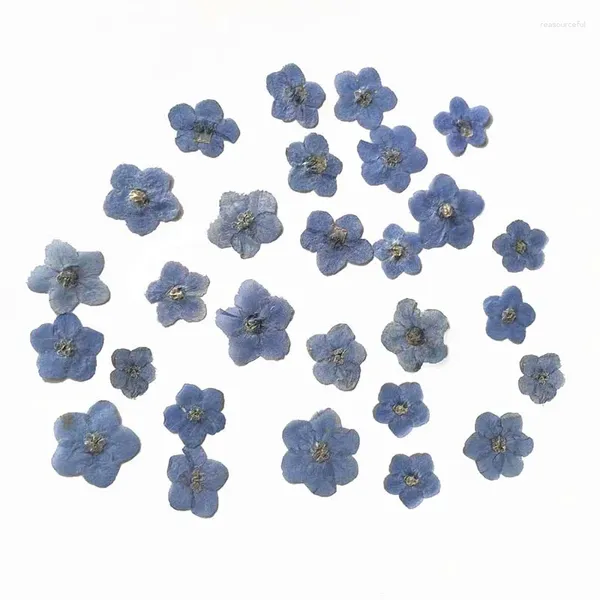 Flores decorativas 40 piezas de pétalos de nomeolvides prensados, pequeños y naturales, con diferentes colores y formas para uñas de joyería artesanales