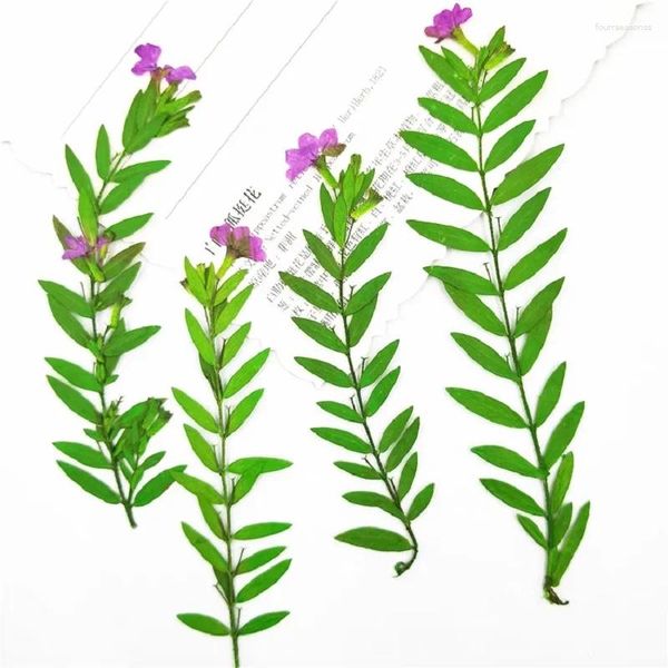 Flores decorativas 40 piezas Presionadas Cuphea de flores secas Hokeriana Walp Hoja para joyas de resina epoxi que hacen maquillaje de maquillaje artesanía de uñas