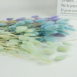 I fiori decorativi 50PCS/lot asciugano la coda naturale del fiore dell'erba realmente puntelli della fucilazione di stile pastorale del mazzo