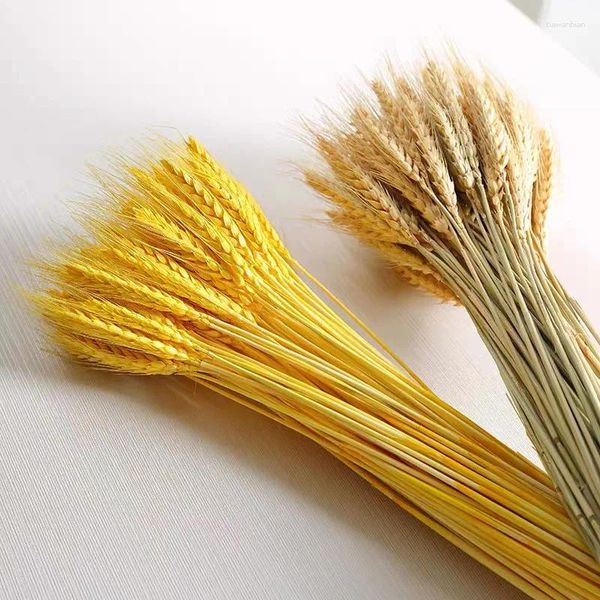 Fleurs décoratives 50pcs Real Wheat Ear