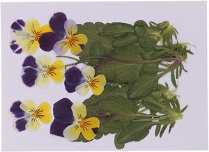 Decoratieve bloemen 6 - 11 cm echt geperste gedroogde viooltje voor harsjuwelen hanger Bracelet maakt telefooncase kunst en ambachtelijke diy scen