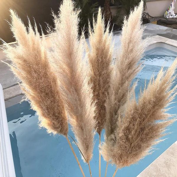 Fleurs décoratives 6/8PC Sécheresse naturelle - Le bouquet de mariage est une couleur préférée dans la fleur de décor d'herbe de pampa séchée