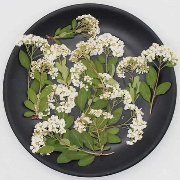 Flores decorativas 60 piezas Presentadas Presionadas Natural White Spiraea Flower Plantas de tallo Herbarium para joyería Postal Caja de teléfono de marcador