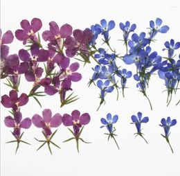 Fleurs décoratives 60 pièces Lobelia Erinus pressé fleur séchée remplissage pour résine époxy fabrication de bijoux cadre de carte postale étui de téléphone artisanat bricolage