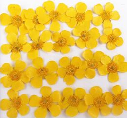 Decoratieve bloemen 60 stcs Natuurlijke geperste Buttercup Ranunculus japonicus voor make -up sieraden uitnodigingskaart telefoonhoes Diy