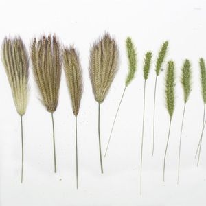 Decoratieve bloemen 60 stcs natuurlijk geperste groene barkegrass echte plant haas staart gras diy bruiloft uitnodigingen ambachtelijke bladwijzer cadeaubon