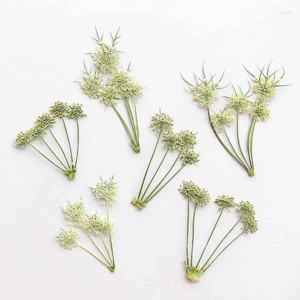 Fleurs décoratives 60pcs pressés Ammi séchés visnaga fleur tige d'herbarium pour la carte de bijoux époxy en résine Cadre de téléphone