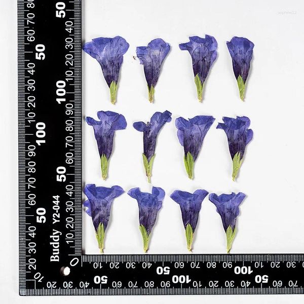 Fleurs décoratives 60pcs Pressed séché papillon bleu fleur bijoux de bijoux de carte postale