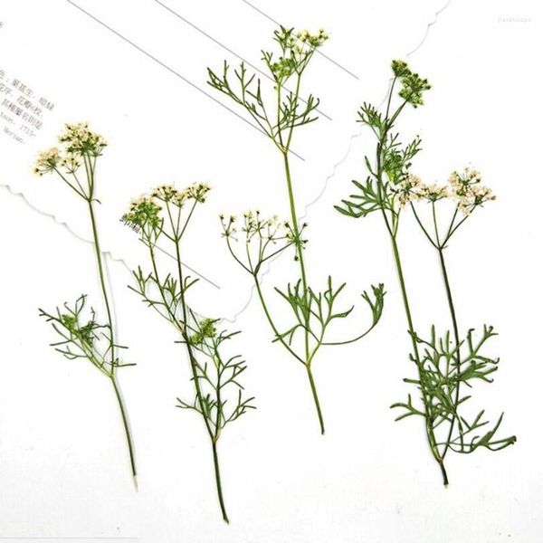 Flores decorativas 60 piezas prensado y secado de cilantro flor hierba herbario de plantas para joyería marcapáginas postal caja de teléfono tarjeta de invitación DIY