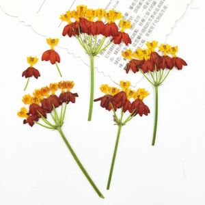 Decoratieve bloemen 60 stuks geperste gedroogde bloem Asclepias Curassavica L vulmiddel voor epoxyhars sieraden maken ansichtkaart frame telefoonhoes ambacht