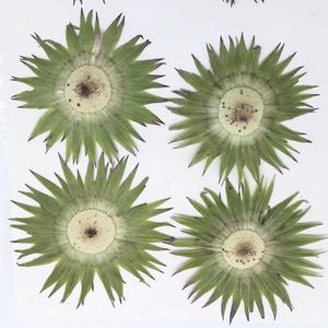 Decoratieve bloemen 60 -st geperste Gedroogde groene zonnebloem Flower Herbarium Handwerk Epoxy Sieradenkaart Bookmark FRAME Telefoon Case Face Make -up