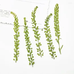 Decoratieve bloemen 60 -sten geperst gedroogd lepidium apetalum bloemplant herbarium voor sieraden ansichtkaart bladkaart bookmark telefoonhoes uitnodigingskaart diy