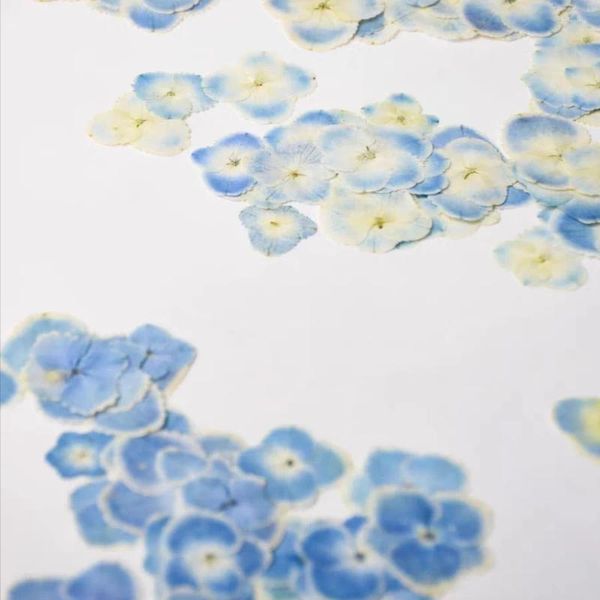 Fleurs décoratives 60pcs Herbarium de fleur d'hortensia bleu clair pressé pour résine Epoxy Bijoux de bijoux Bookmark Cadre Cadre de téléphone