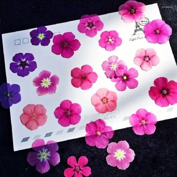 Fleurs décoratives 60pcs Pressé Séché Mixte Phlox Drummondii Fleur Plante Herbier Pour Bijoux Carte Postale Signet Téléphone Cas Invitation