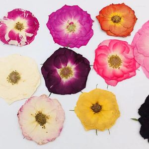 Fleurs décoratives 60pcs pressés séchés multicolores de rose de rose artisanat de l'herbarium époxy carte bijoux de livret