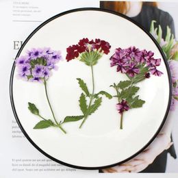 Decoratieve bloemen 60 -st geperste Gedroogde natuurlijke Verbena Hortensis Flower Stalk Plant Herbarium voor sieraden Postcard Uitnodigingskaart Bookmark