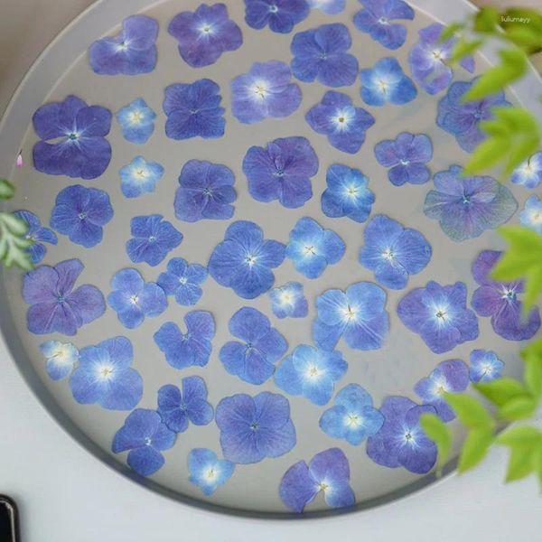 Fleurs décoratives 60 pièces pressées séchées naturelles bleu profond hortensia macrophylla plantes à fleurs herbier pour bijoux étui de téléphone signet artisanat