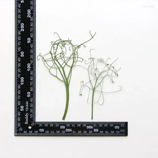 Fleurs décoratives 60pcs Presses Pares séchés tige de fleur Herbarium pour résine Epoxy Bijoux carte Bookmark Cadre Téléphone Bénége