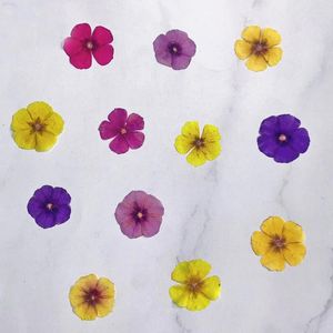 Fleurs décoratives 60pcs Pressé Phlox séché Drummondii Plant de fleurs Herbarium pour bijoux Carte postale Bookmark Téléphone Case Invitation Card DIY