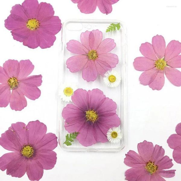 Fleurs décoratives 60X séchées pressées naturelles violet Cosmos fleur plante herbier pour carte postale Po cadre bijoux signet artisanat bricolage