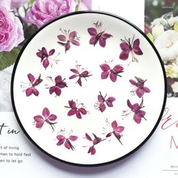 Decoratieve bloemen 60X geperst gedroogde Gaura Lindheimeri Engelm vlinderbloemplanten Herbarium voor sieraden ansichtkaart telefoonhoesje uitnodiging