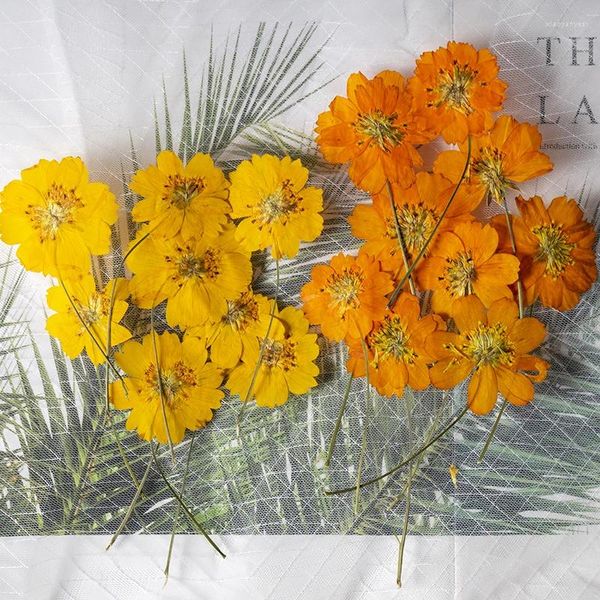 Flores decorativas 8-10 cm/24 piezas naturaleza prensada cosmos sulphureus material de planta de flores pequeñas gateo de pegamento de bricolaje
