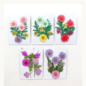 Fleurs décoratives 8pcs / sac Nature Pressed Diy Bookmark Card de vœux Drop coque de téléphone Flore Makeup Candle Epoxy Résine Bijoux Crafts