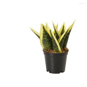 Flores decorativas Plantas artificiales Sansevieria Serpiente Planta en maceta Plástico Maceta Interior Decoración de mesa para el hogar 14 cm