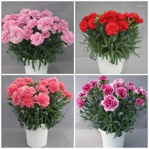 Fleurs décoratives, œillet Platycodon Grandiflorus Eustoma, Rose, décoration de balcon, Patio, cadeau de fête des mères, plante immortelle