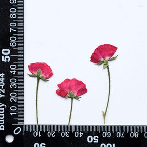 Fleurs décoratives rose chinoise sur tiges séchées pressées vraies plantes pour bracelet à bricoler soi-même ornements 1000 pièces