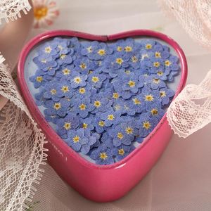 Decoratieve bloemen Gedroogde bloem myosotis sylvatica diy druppel lijm geperste nagelkunst zeep kaarspapier maken handgemaakte decoratie