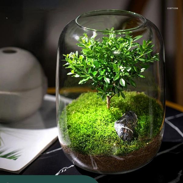 Fleurs décoratives bouteille écologique mousse créative micro paysage tablette d'aménagement d'aménagement d'aménagement d'aménagement d'aménagement en pot plantes